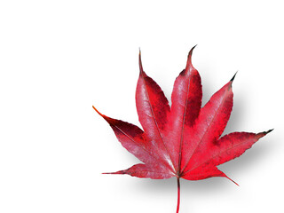 Isolated of A single vibrant Red Maple Leaf, Color of Autumn, Fallen Leaves, cutout, dry leaf,...