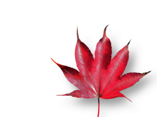 Isolated of A single vibrant Red Maple Leaf, Color of Autumn, Fallen Leaves, cutout, dry leaf, transparent, element, object, graphic resource