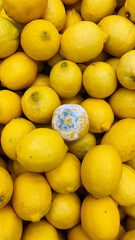 Lemon in mold among fresh lemons in the store