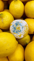 Lemon in mold among fresh lemons in the store