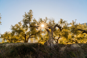 Olive field at dawn, with blue sky