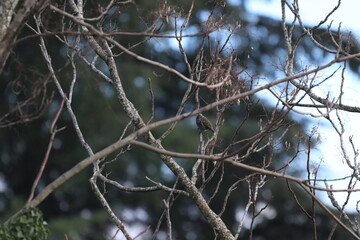 etourneau seul qui se repose sur une branche d arbre  oiseau