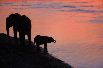 Fototapeta na wymiar Silhouette of an african elephants on the bank of Zambezi river, mirrroring red lit sky and clouds. African landscape concept with elephants. ManaPools, Zimbabwe.