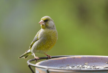 Bird sitting on bird feeder with sunflower seeds. The european greenfinch