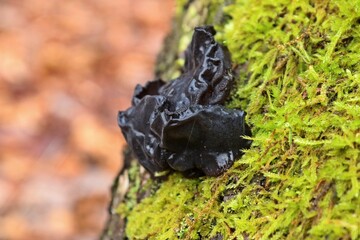 Stoppeliger Drüsling (Exidia glandulosa) auf bemoostem Ast
