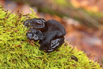 Obraz premium Stoppeliger Drüsling (Exidia glandulosa) auf bemoostem Ast