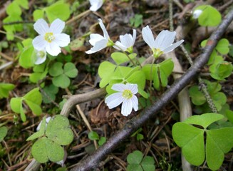 Oxalis acetosella. Forest flower.