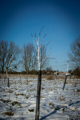 White painted young trees; Whitewashing /liming of fruit trees as a way to prevent frost damage