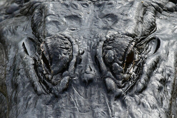 Closeup of eyes of American Alligator - Alligator mississippiensis in Everglades National Park, Florida..