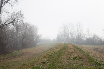 Forrest road in the fog