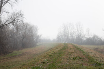 Obraz na płótnie Canvas Forrest road in the fog