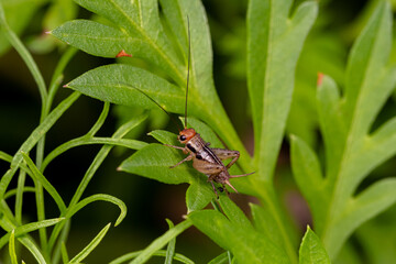Robust ground cricket nymph in flower garden. Insect and nature conservation, household pest...