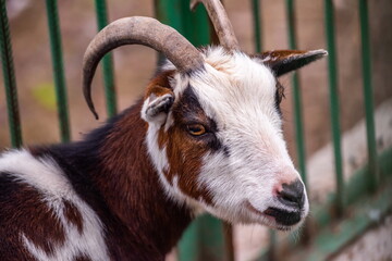 Naklejka na ściany i meble a goat on a rural farm grazes and waits for food