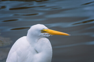 Egret on the lake close view.