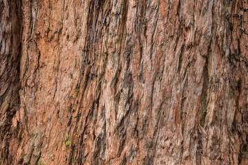 Textured wooden log seen close up.