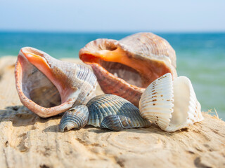 Sea shells at the seaside.