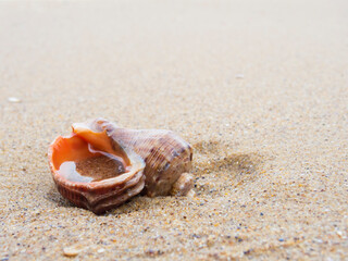 Fototapeta na wymiar Empty rapan seashell on the beach sand.