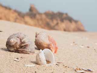 Sea shells on the sand.