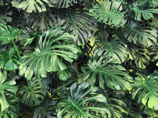 Green tropical leaves background, wall covered with green plants, nature and art design concept