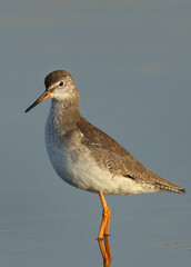 Portrait of a Redshanks at Asker Marsh, Bahrain