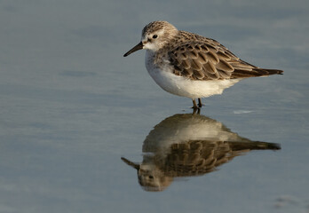 Closeup of a Little Stints at Asker marsh with reflection on water, Bahrain