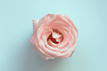 pink rose on blue background, close up