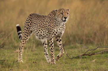 Fototapeta na wymiar Cheetah walking in the Savannah grassland, Masai Mara, kenya