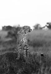 Naklejka premium Cheetah on a mound observing the surrounding to hunt, Masai Mara, Kenya
