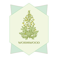 wormwood branch, wormwood flowers and leaves . Cosmetics and medical plant. Vector hand drawn illustration.