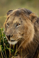 Closeup of  wet Lion mane after rain at Masai Mara, Kenya