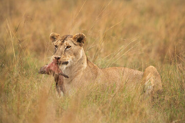 Naklejka premium A subadult lion with a warthog kill at Masai Mara, Kenya