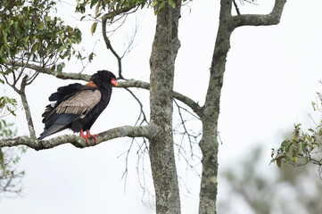 A Bateleur eagle perched on a tree at Masai Mara, Kenya