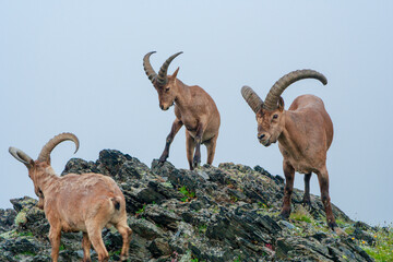 Mountain goats in the highlands of the Caucasus