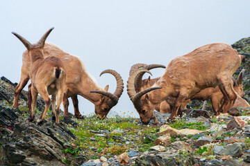Mountain goats in the highlands of the Caucasus