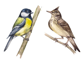 Watercolor set of birds. Titmouse and lark. Birds living in the forest, wild animals. Elements on a white background for the design and decoration of packaging, paper, textiles.