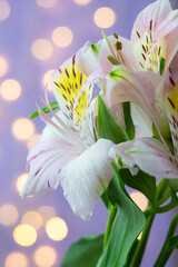 Delicate alstroemeria of light pink color on the background of bokeh. Macro photography of flowers. Light purple background