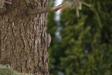 Obraz premium a short-toed treecreeper, certhia brachydactyla, climbing at the tree trunk from a swiss stone pine
