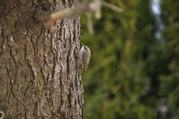 Obraz premium a short-toed treecreeper, certhia brachydactyla, climbing at the tree trunk from a swiss stone pine