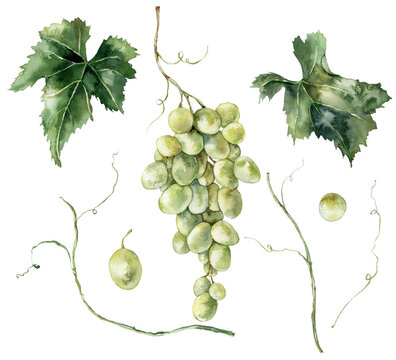 Watercolor tropical set of ripe green grape and leaves. Hand painted branch of fresh fruits isolated on white background. Tasty food illustration for design, print, fabric or background.