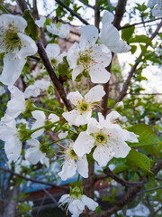 tree blossom