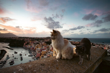 Fototapeta na wymiar Cats of Procida Island, Italy.