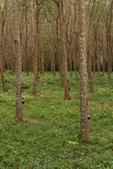 Group of rubber trees at the plantation in Ko Lanta, Thailand.