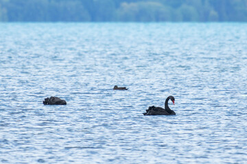 two black swans on the lake