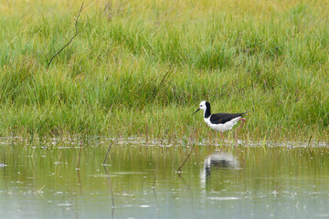 Pied stilt (Himantopus leucocephalus)