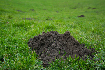 Talpidae freshness mole mound on a green lawn, damaged lawn by molehills closeup