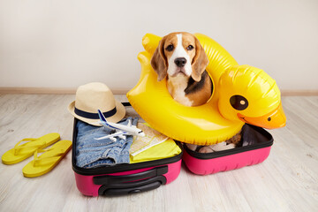 A beagle dog in an inflatable swimming circle in the shape of a duckling sits in a suitcase with...