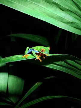 Red Eye Tree Frog