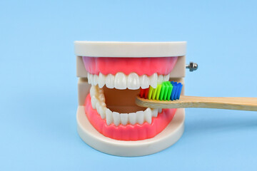 Teeth model and colourful bamboo toothbrush. Oral oral dental care products, hygiene cleaning personal use lifestyle concept.