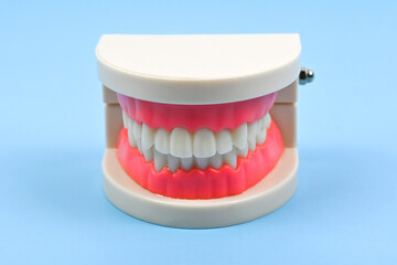 Teeth model isolated. Oral oral dental care products, hygiene cleaning personal use lifestyle concept.