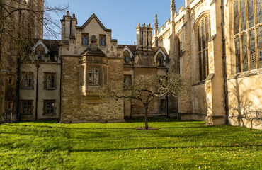 Sir Isaac Newton apple tree in the winter. Laws of gravity. Cambridge.